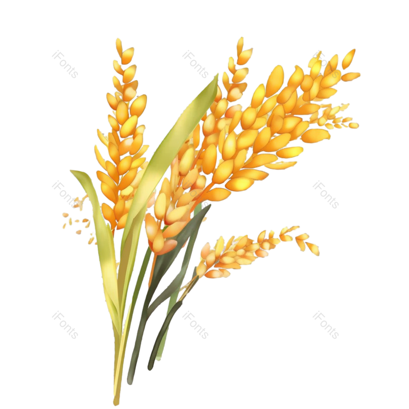 芒种图片,小满元素,麦子PNG,丰收免抠素材